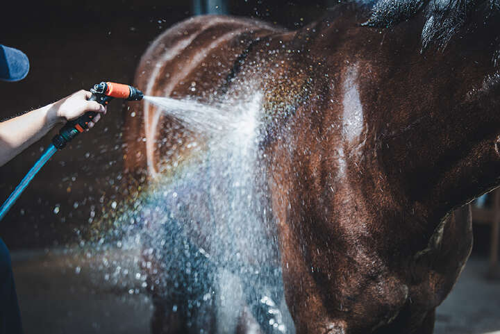 pferd heu wissenswert Elektrolyte derbymed pferd heu wissenswert Elektrolyte derbymed